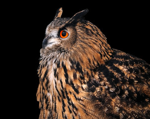 Owl wise profile isolated on black