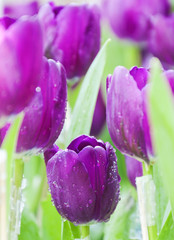 Fototapeta premium Purple tulip in a garden. Photo is focused at the middle lower flower.