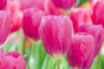 Pink tulip garden