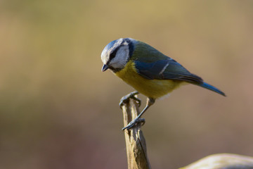 Fototapeta premium Cinciarella (Cyanistes caeruleus) - ritratto