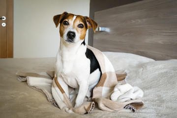 Adult Jack Russell Terrier sitting on the bed and wrapped in a blanket, looking at the camera, natural light