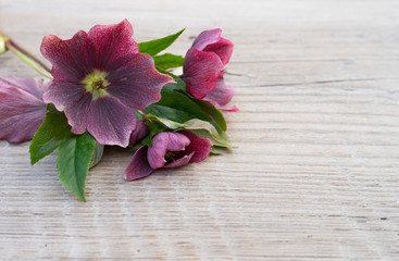 hellebores / purple hellebores on a wooden surface 