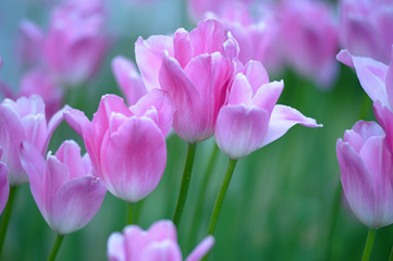 Obraz na płótnie Canvas purple tulips on a lawn