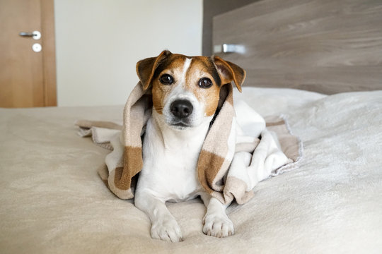 Adult Jack Russell Terrier lying, on the bed and wrapped in a blanket, looking at the camera, natural light