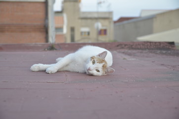 Cat on the rooftop watching you	