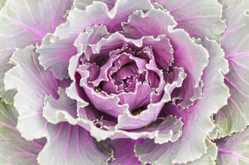 Ornamental Cabbage, Flowering Cabbage, Acephala Group Kale, or Brassica Oleracea