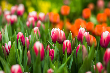 a lot of beautiful multicolored tulips growing on a field, in the garden, in the greenhouse,red,yellow,violet,orange,pink tulups,Springtime, lots of tulips,flowers concept