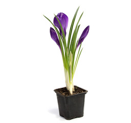Crocus flower in the spring isolated on white (selective focus)