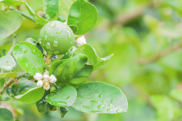 Green lemon and flower on its tree