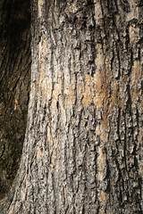 Old bark tree texture background, closeup