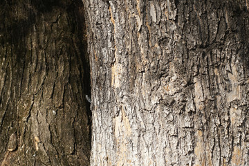 Old bark tree texture background, closeup