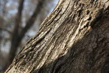 Old bark tree texture background, closeup
