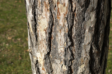 Old bark tree texture background, closeup