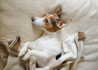 Adult dog Jack Russell lying on its right side wrapped in the beige blanket,top view