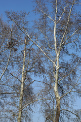 Treetop of bare trees from low perspective