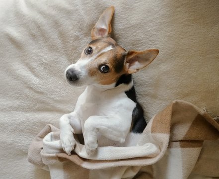 Adult dog Jack Russell lying on its side wrapped in the chequered blanket,top view