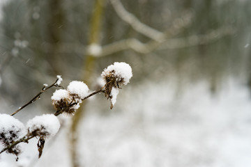 Snow covered plants close-up
