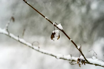 Foto auf Alu-Dibond Snow covered leaves close-up © henryopzolder