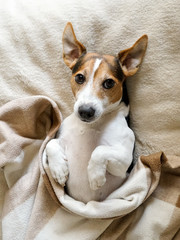 Adult dog Jack Russell lying on back wrapped in the blanket, looking at camera, top view