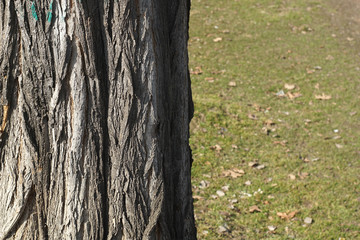 Old bark tree texture background, closeup