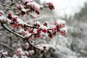 Blossoms covered in snow