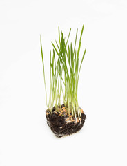 plant sprouts on a white background, sprouted wheat