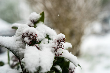 Skimmia covered with snow