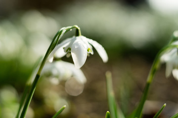 Close up of a Snowdrop