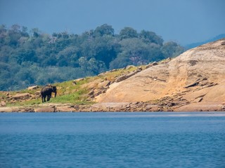 Beautiful Island landscape with Isolated standing asian elephant near water in an island in gal oya national park Sri Lanka