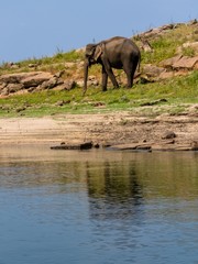 Fototapeta premium Isolated standing asian elephant and its reflection on water in gal oya national park Sri Lanka