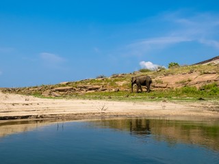 Obraz premium Beautiful Island lake landscape with an isolated standing asian elephant in gal oya national park Sri Lanka