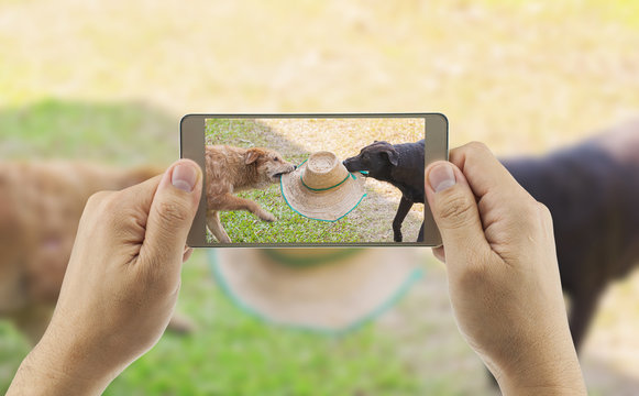 A man is using mobile phone for taking photo of two dogs are playing together, trying to grab a hat from each other in partial shade area of grass field