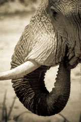 Portrait Elephant in Etosha