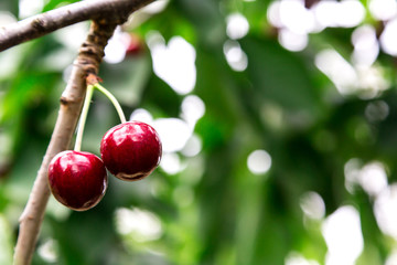 reife leckere Kirschen (Süßkirschen)