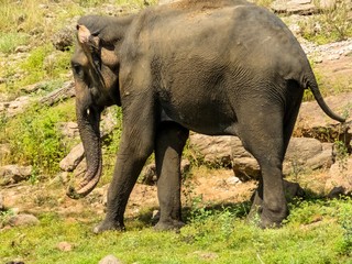 Fototapeta premium Giant Asian Elephant feeds on Grass Vegetation in a National Park in Sri Lanka