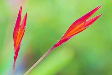 Heliconia flower, bird of paradise flower,  with blur background