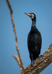 Cormorant Phalacrocorax Bird waiting on a tree for hunting fish in Sri Lanka