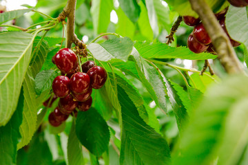 leckere reife Kirschen an einem Kirschbaum