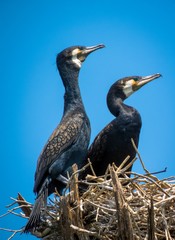 Two Cormorant Phalacrocorax Bird couple in a nest on a tree in Sri Lanka