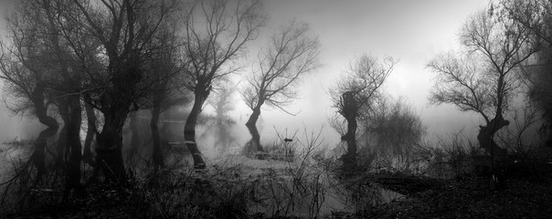 Spooky landscape showing silhouettes of trees in the swamp on misty autumn day - obrazy, fototapety, plakaty