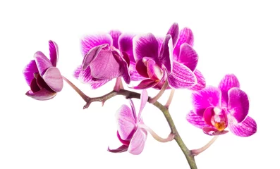 Keuken foto achterwand Orchidee Violette orchideeën op een witte achtergrond