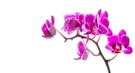 Fototapeta na wymiar Violet orchids on a white background