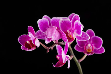 Fototapeta na wymiar Violet orchids on a black background