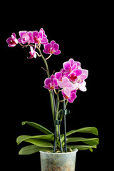Fototapeta na wymiar Violet orchids in a flowerpot
