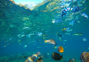 Fototapeta na wymiar Diverse coral reef fishes in blue water of tropical lagoon. Snorkeling by exotic island.