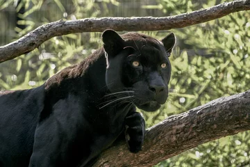 Abwaschbare Fototapete Panther Jaguar