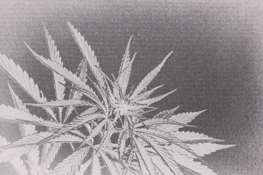 marijuana on cardboard background. cannabis on a paper .