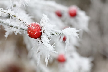 red berry in winter wonderland 1
