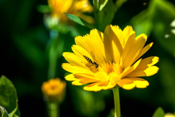 Macro shot of a wasp in a yellow marigold blossom on a sunny day