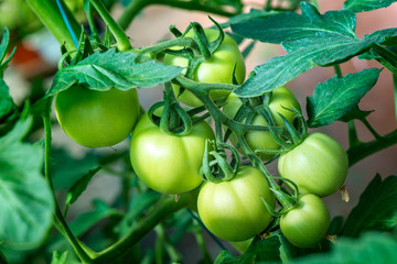 Macro shot of group of unripe tomatoes in a greenhouse on a sunny summer day